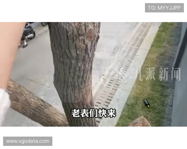 永州湘超创意宣传树上挂票引热议上树观赛前需体检确保安全 永州湘超创意宣传树上挂票引热议上树观赛前需体检确保安全